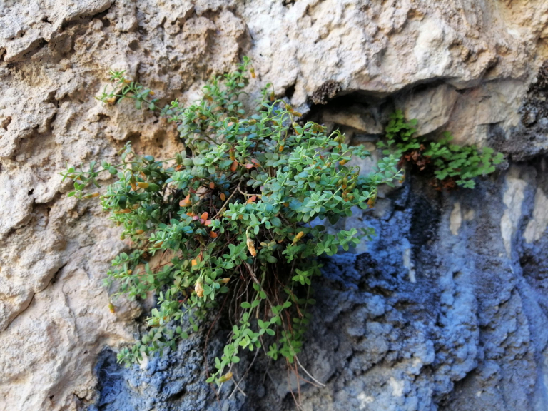 malatyada-yetisen-endemik-bitki-yuksek-tibbi-potansiyeliyle-bilim-dunyasinin-dikkatini-cekti-1479